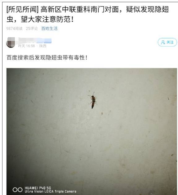 西安多区发现隐翅虫？千万别拍！毒液堪比硫酸